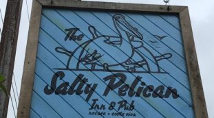 salty pelican