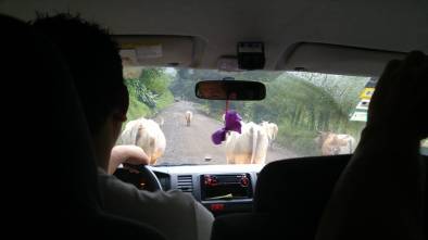 bulls in road